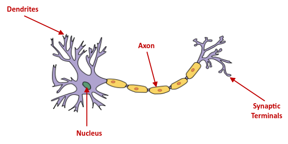 Neuron Structure